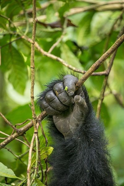 Africa-Rwanda-Volcanoes National Park-Close-up of Mountain Gorillas hand gripping vines